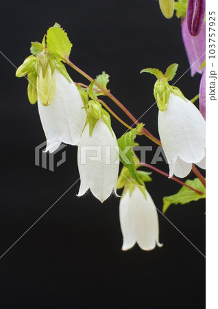 黒バックに白と紫のホタルブクロの花  103757925