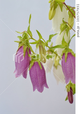 白と紫のホタルブクロの花 白と紫のホタルブクロの花 103757931