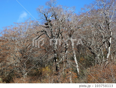 冬空と葉を落としたブナ林の風景（吾妻スカイバレー） 103758113