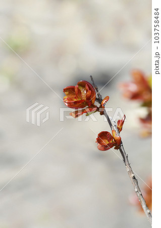 Crepe myrtle Crepe myrtle 103758484