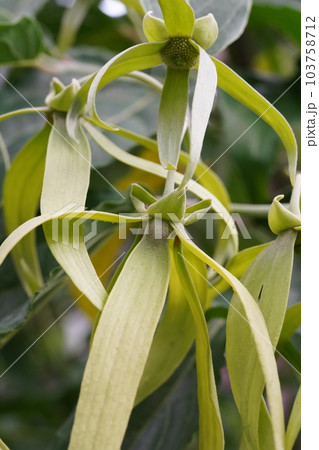 イランイランノキの花 Cananga odorata イランイランノキの花 Cananga odorata 103758712