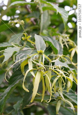 イランイランノキの花　　Cananga odorata 103758717