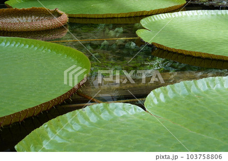 オオオニバスの葉 Victoria amazonica オオオニバスの葉 Victoria amazonica 103758806
