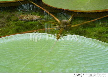 オオオニバスの葉 Victoria amazonica オオオニバスの葉 Victoria amazonica 103758808