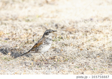 芝生を散歩する小鳥 鶫(ツグミ) 芝生を散歩する小鳥 鶫(ツグミ) 103758887