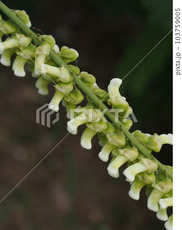 クララの白い花 クララの白い花 103759005