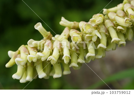 クララの白い花 クララの白い花 103759012