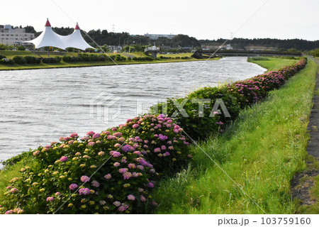 道の駅 多古あじさい館のアジサイ 道の駅 多古あじさい館のアジサイ 103759160