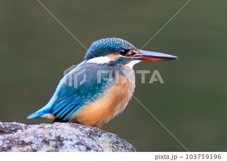 瑠璃色の人気者カワセミ 瑠璃色の人気者カワセミ 103759196