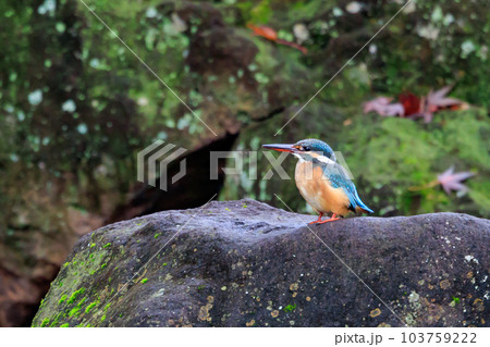 瑠璃色の人気者カワセミ 103759222