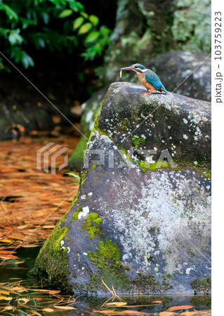 瑠璃色の人気者カワセミ 瑠璃色の人気者カワセミ 103759223