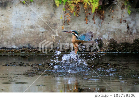 瑠璃色の人気者カワセミ 103759306
