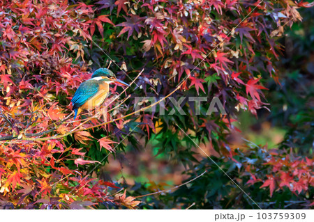 瑠璃色の人気者カワセミ 103759309