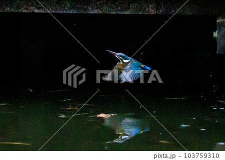 瑠璃色の人気者カワセミ 103759310