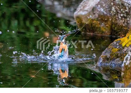 瑠璃色の人気者カワセミ 103759377