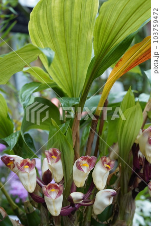 タイワンショウキラン(台湾鐘馗蘭)の花 タイワンショウキラン(台湾鐘馗蘭)の花 103759472