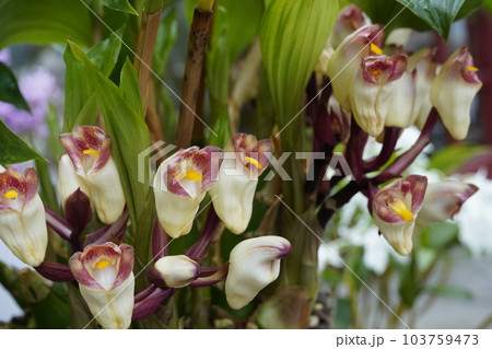タイワンショウキラン（台湾鐘馗蘭）の花 103759473