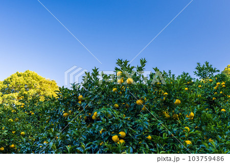 青い空と森を背景に甘夏ミカン栽培風景　(観光スポット)熊本県水俣・津奈木町の特産品 103759486