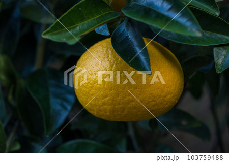 甘夏ミカン栽培風景　(観光スポット)熊本県水俣・津奈木町の特産品 103759488