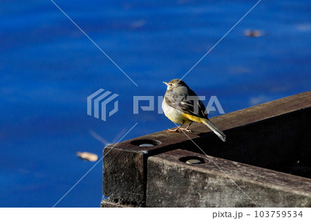 警戒心が強く、水辺を好んであざやかなレモンイエローを纏う綺麗な鳥のキセキレイ 103759534
