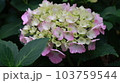 あじさい 103759544