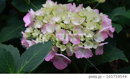 あじさい 103759544