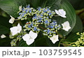あじさい 103759545