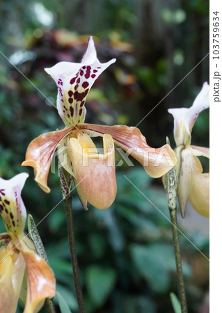 パフィオペディルム・グラトリキシアナム Paphiopedilum gratrixianum パフィオペディルム・グラトリキシアナム Paphiopedilum gratrixianum 103759634