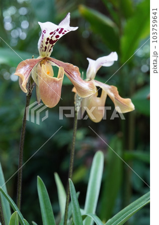 パフィオペディルム・グラトリキシアナム Paphiopedilum gratrixianum 　 103759641