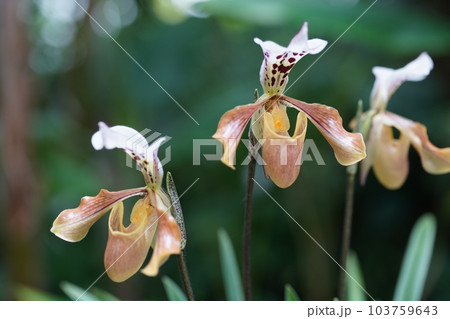 パフィオペディルム・グラトリキシアナム Paphiopedilum gratrixianum パフィオペディルム・グラトリキシアナム Paphiopedilum gratrixianum 103759643
