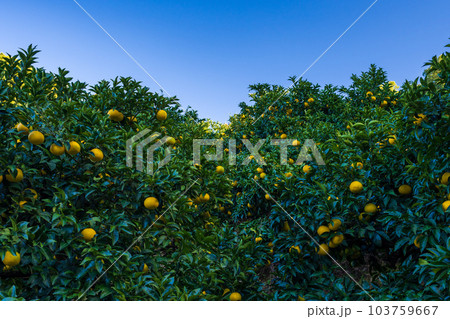 青い空を背景に甘夏ミカン栽培風景　(観光スポット)熊本県水俣・津奈木町の特産品 103759667