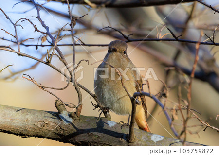 愛らしい仕草の冬鳥 ジョウビタキの雌 103759872