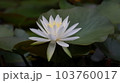 スイレン 103760017
