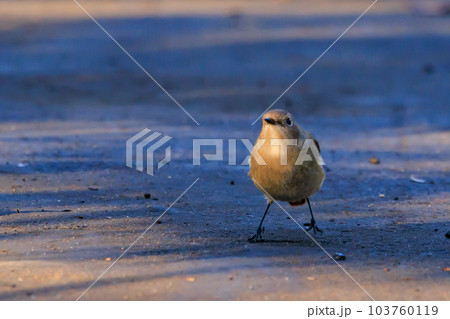 愛らしい仕草の冬鳥 ジョウビタキ 103760119