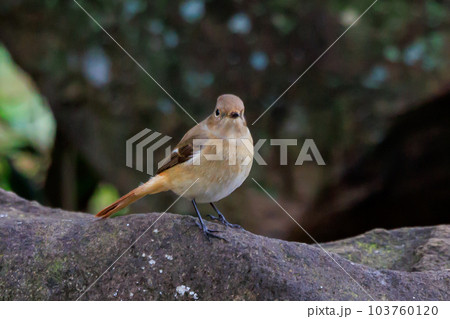 愛らしい仕草の冬鳥 ジョウビタキ 103760120