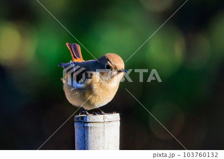 愛らしい仕草の冬鳥 ジョウビタキ 103760132