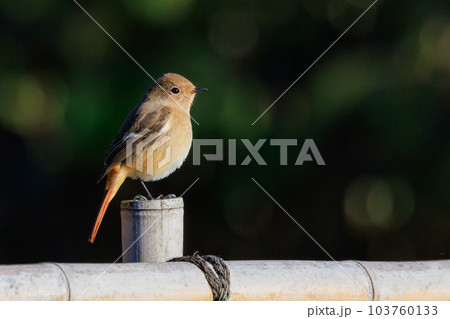 愛らしい仕草の冬鳥 ジョウビタキ 103760133