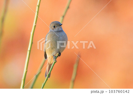 愛らしい仕草の冬鳥 ジョウビタキ 103760142