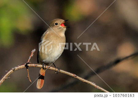 愛らしい仕草の冬鳥 ジョウビタキ 103760163