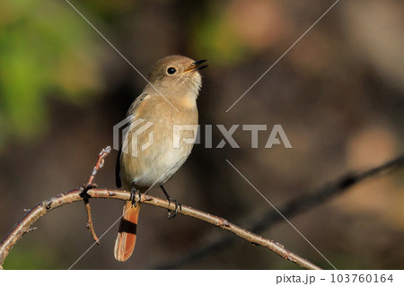 愛らしい仕草の冬鳥 ジョウビタキ 103760164