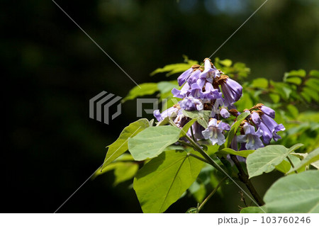 桐の花 5月下旬 桐の花 5月下旬 103760246