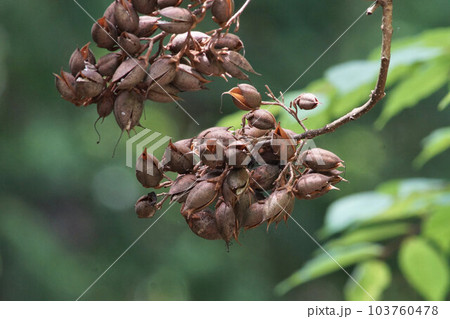 昨年の桐の実　5月下旬 103760478