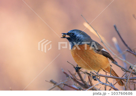 愛らしい仕草の冬鳥 ジョウビタキ 愛らしい仕草の冬鳥 ジョウビタキ 103760686