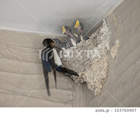 燕の雛と親鳥 103760907