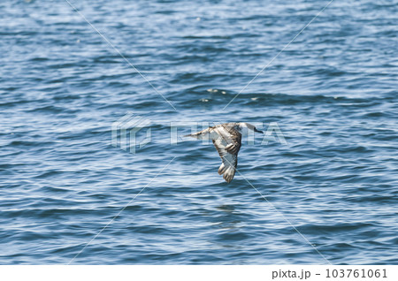 Cape Petrel, Antartic bird,  103761061