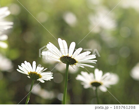 マーガレットの花のアップ マーガレットの花のアップ 103761208