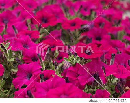 赤いペチュニアの花の群生写真 赤いペチュニアの花の群生写真 103761433