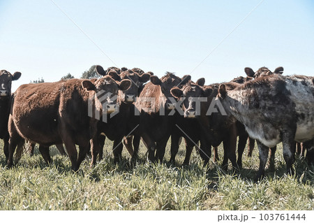Cattle grazing in pampas countryside, La Pampa, Argentina. 103761444