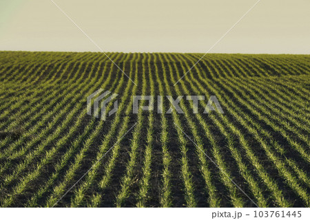 Sowing direct rows, Argentina 103761445