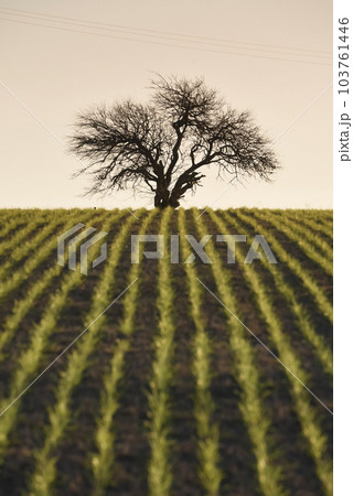 Sowing direct rows, Argentina Sowing direct rows, Argentina 103761446